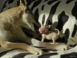 Chihuahua  Betsy Voxel Ux