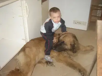 Leonberger  Chiot N°4 Du Pont Des Aulnes