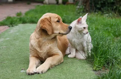 Portée Golden Retriever — Cheek To Cheek photo 2