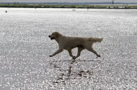 Portée Golden Retriever — Cheek To Cheek photo 3