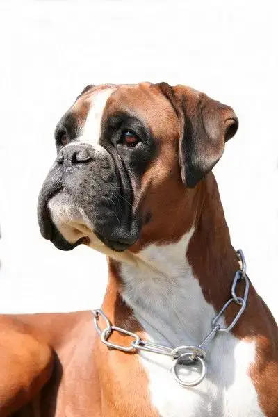 Boxer  Bugatti Du Chêne Feuillu