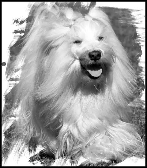 Bichon Havanais  B.. Du Buisson De La Passée