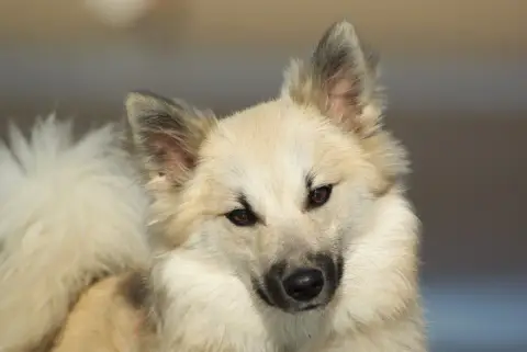 Portée Chien De Berger Islandais — Ars Viking