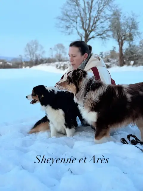 Berger Australien  Bastia Du Domaine De Country