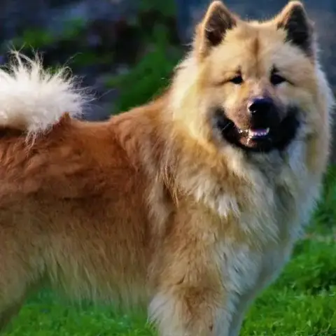 Eurasier  Mr Noir Des Hauts De Chamboursat photo 2