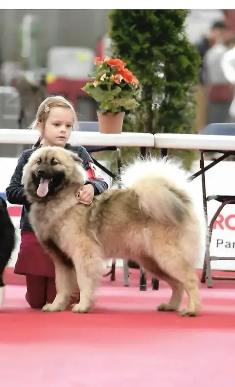 Eurasier  Mr Noir Des Hauts De Chamboursat photo 3