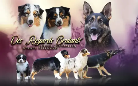 Berger Australien  Chiot 7 Des Regards Brulants
