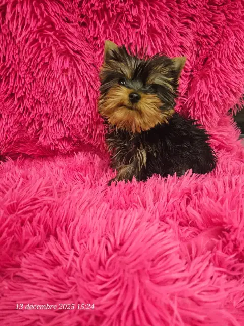 Yorkshire Terrier  Bambou Des P'Tits Bouts D'Amour