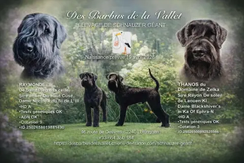 Portée Schnauzer Geant — Des Barbus De La Vallet