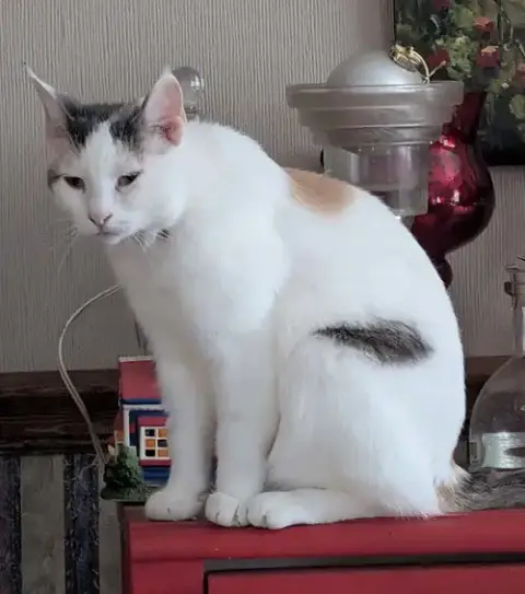 Teresa