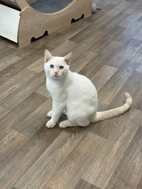 Cat 27210