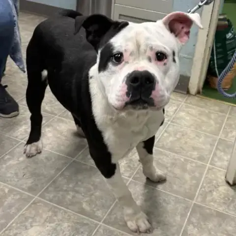 Spot: At Shelter