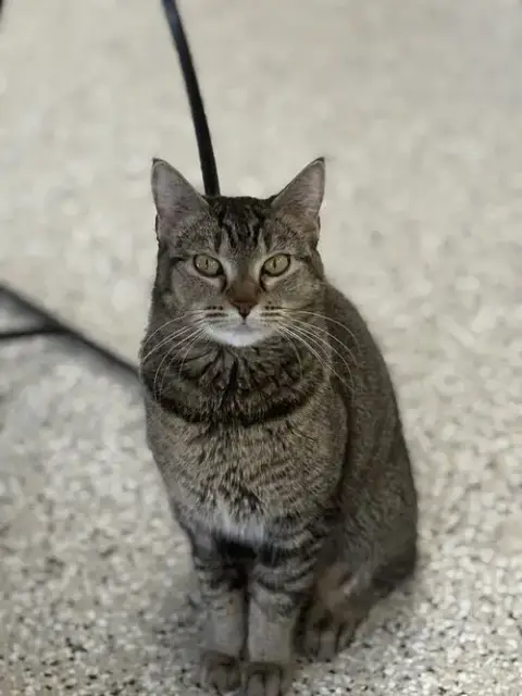 Nala photo 4