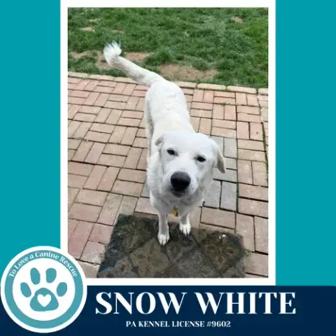 Snow White 041826 photo 3