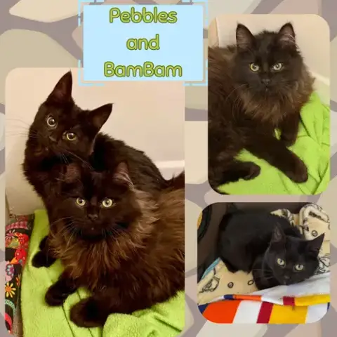 Pebbles And Bambam