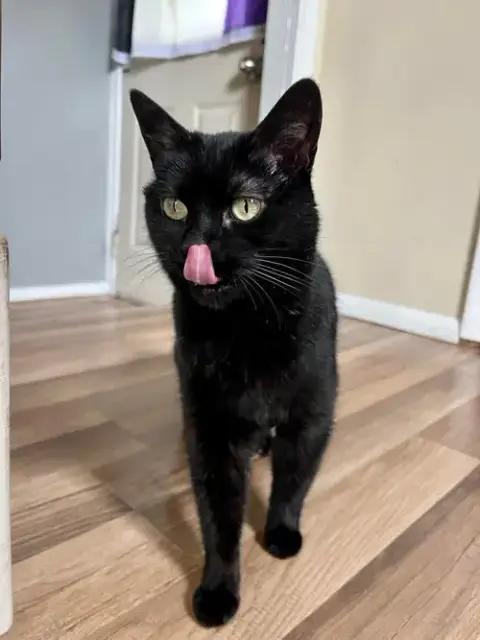 Sheila