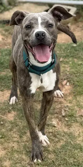 Tia