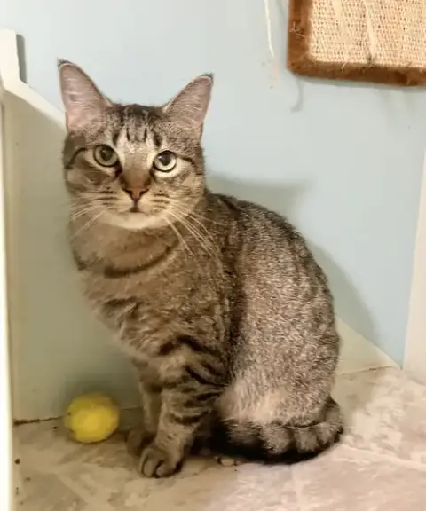Benji