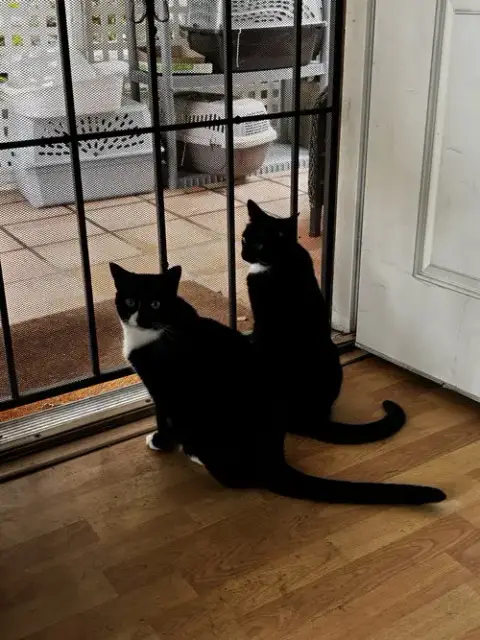 Wednesday And Morticia Addams photo 2