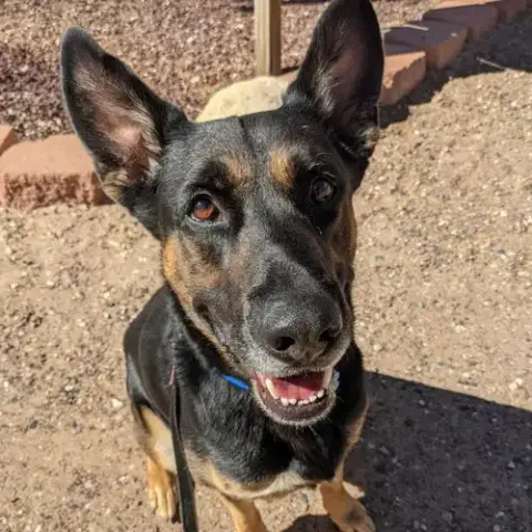 Pharaoh