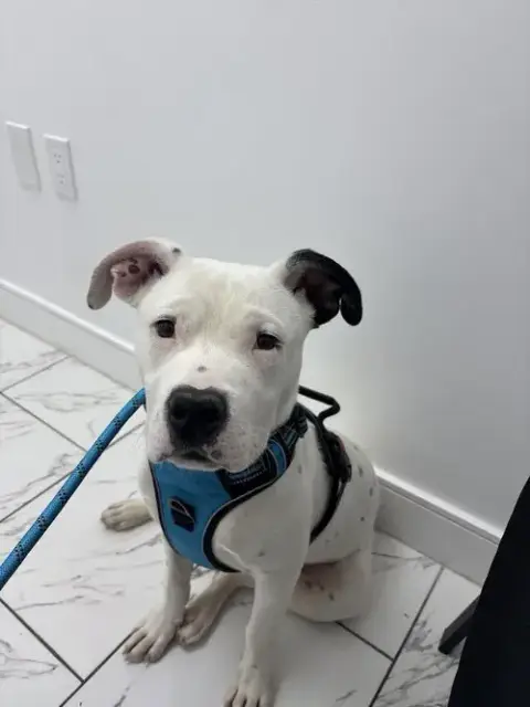 Domino