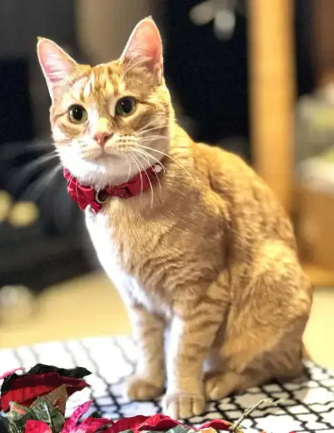 Ginger