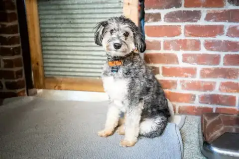 Benji photo 4