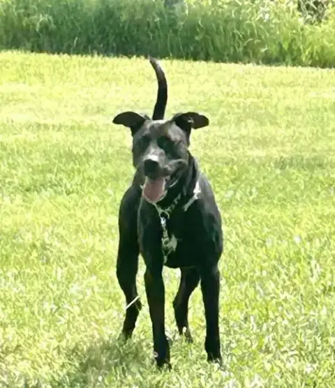 Bundy- Adopted photo 2