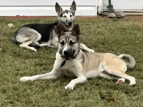 Nitro photo 2