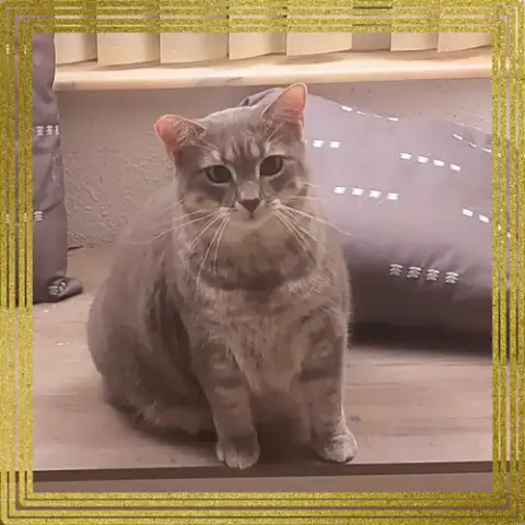 Meowlica photo 2