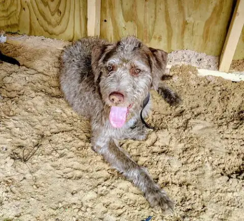Scruffy photo 3