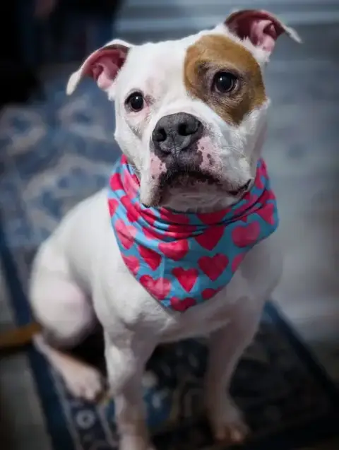 Chief photo 3