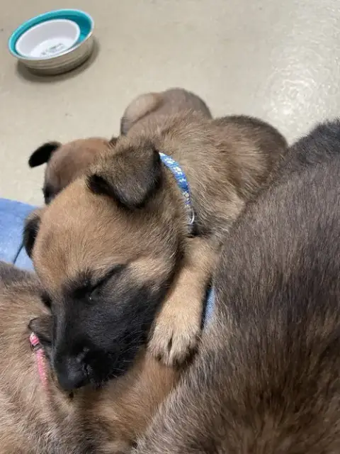Geo Pups Slate photo 3