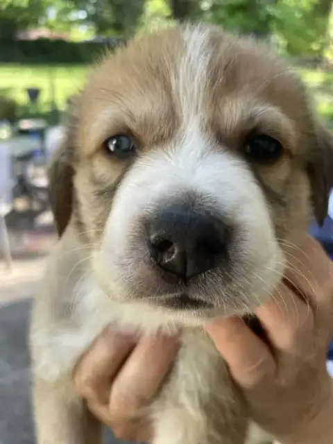 Benny
