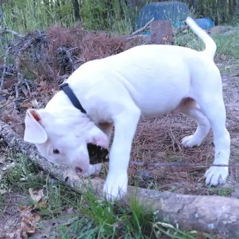 Rambo photo 2