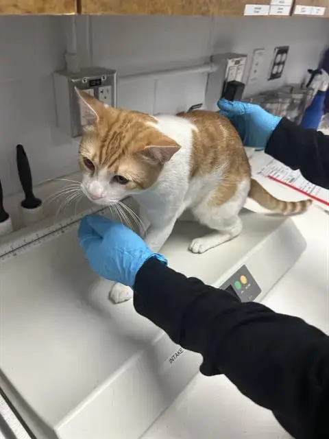 Biscuit