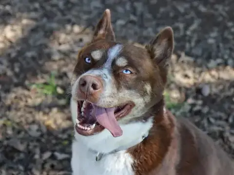 Tucker