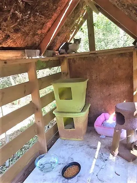 Barn Cat/Mouser photo 3
