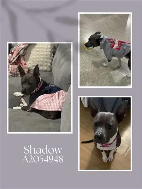 Shadow