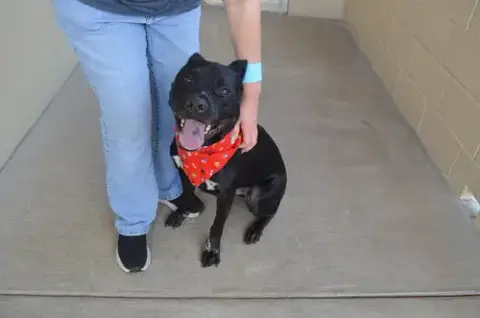 Koa