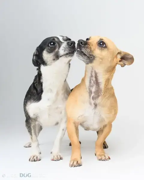 Bonded Pair photo 3