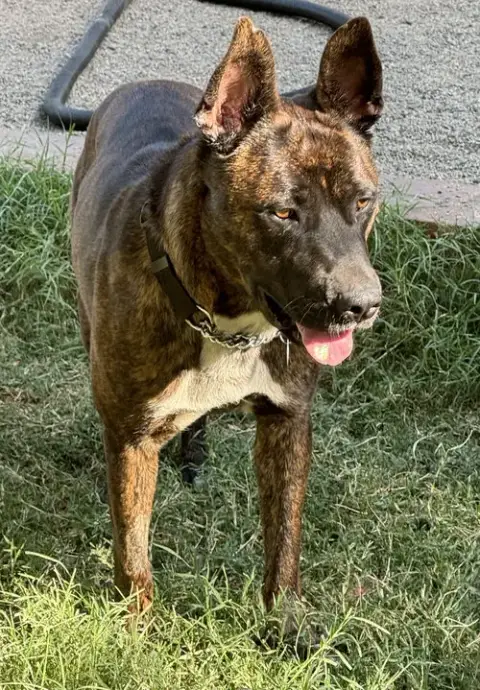 Buddy photo 5