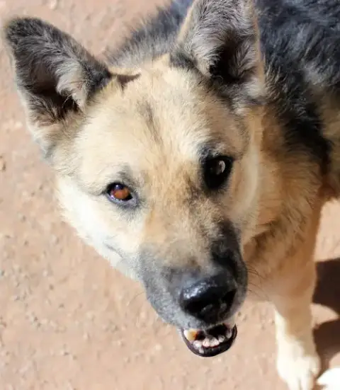 Sadie photo 2