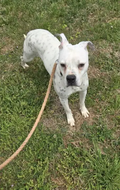 Luna: Not At Shelter photo 3