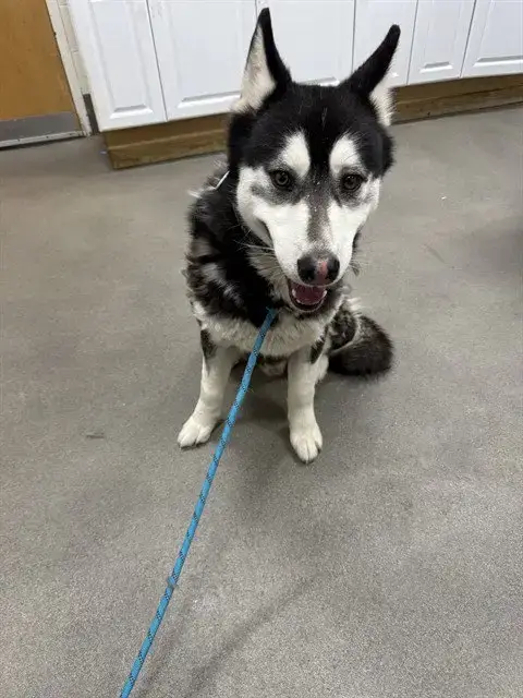 Tyson