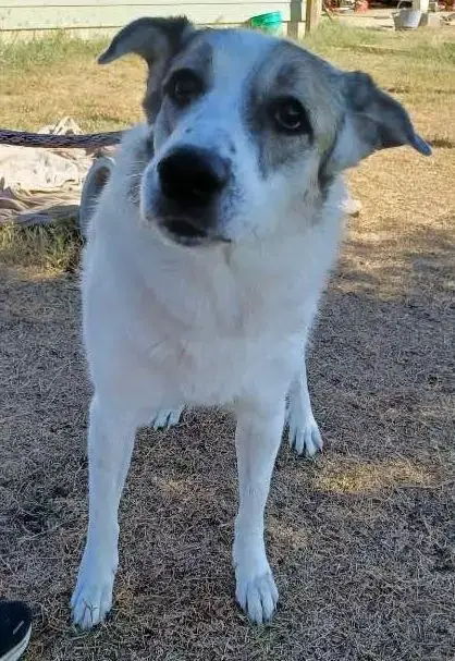 Ms. Lady The Great Pyrenees In Texas photo 3