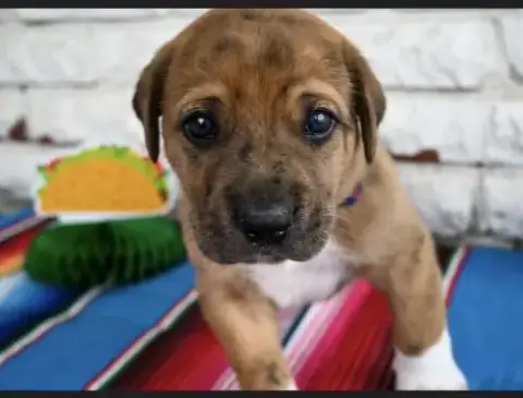Taco
