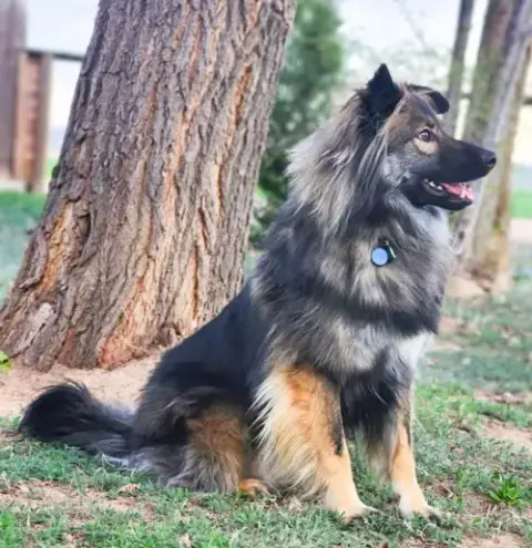 Smokie-Referral photo 3