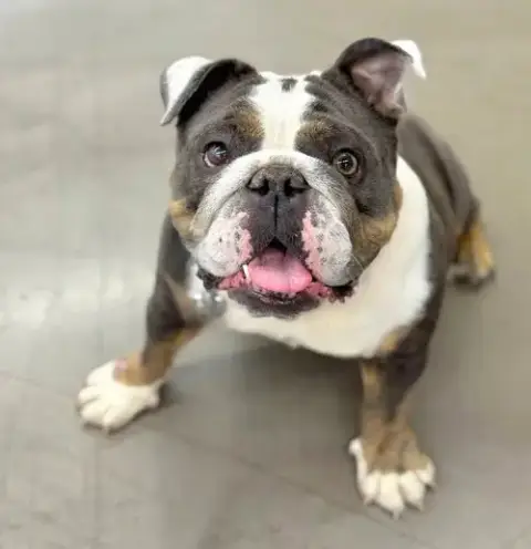 Lola