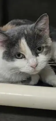 Nova